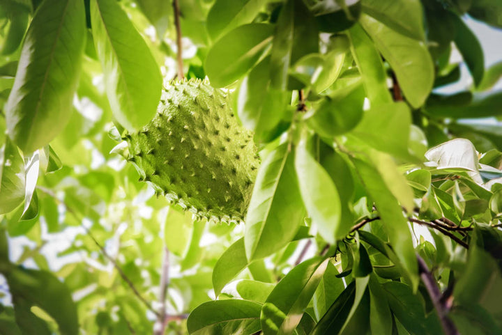 Graviola (Soursop) Herbal Tincture