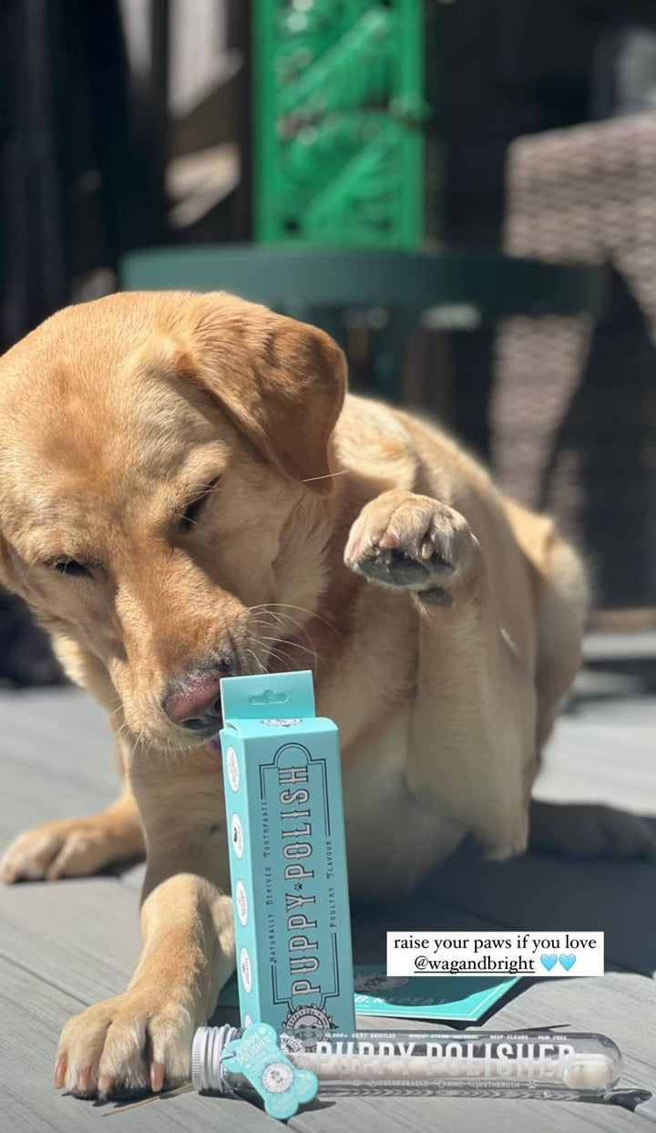 Natural Puppy/Dog Toothpaste - Filet Mignon Flavoured - Curated Joy | Natural Home
