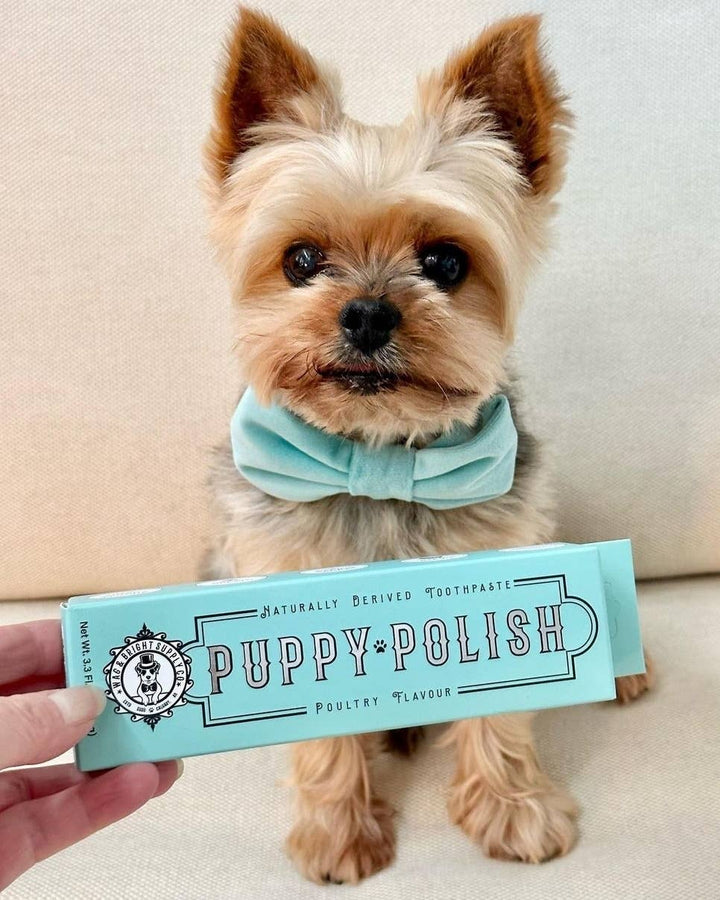 Natural Puppy/Dog Toothpaste - Filet Mignon Flavoured - Curated Joy | Natural Home