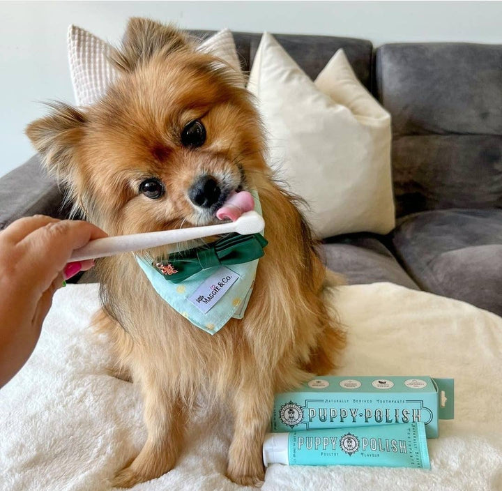 Natural Puppy/Dog Toothpaste - Filet Mignon Flavoured - Curated Joy | Natural Home