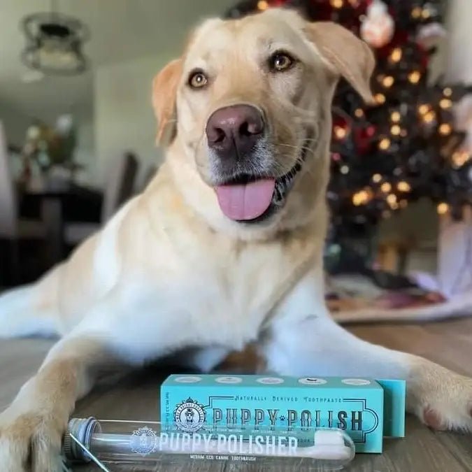 Natural Puppy/Dog Toothpaste - Filet Mignon Flavoured - Curated Joy | Natural Home