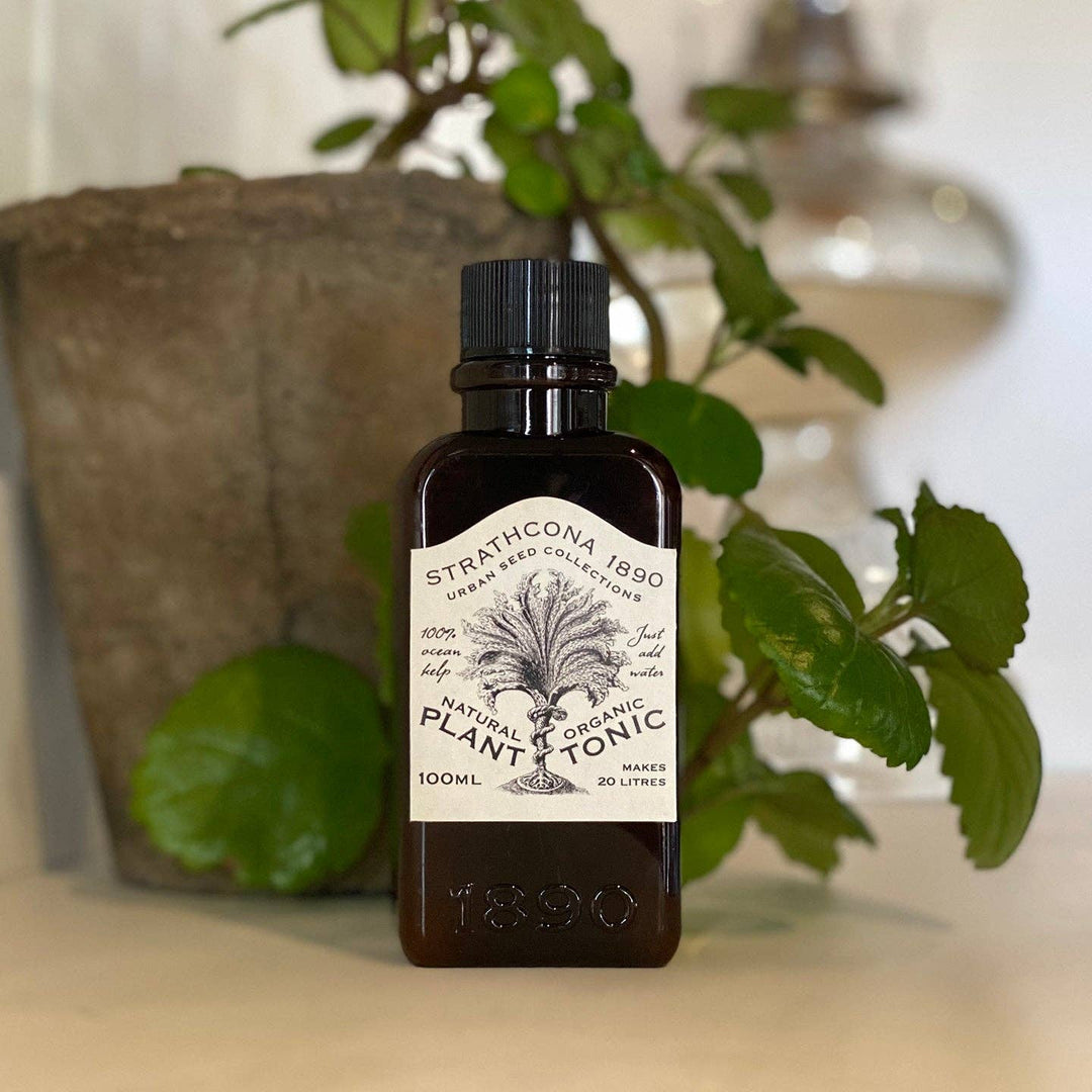 Plant Tonic 100ml - Curated Joy | Natural Home